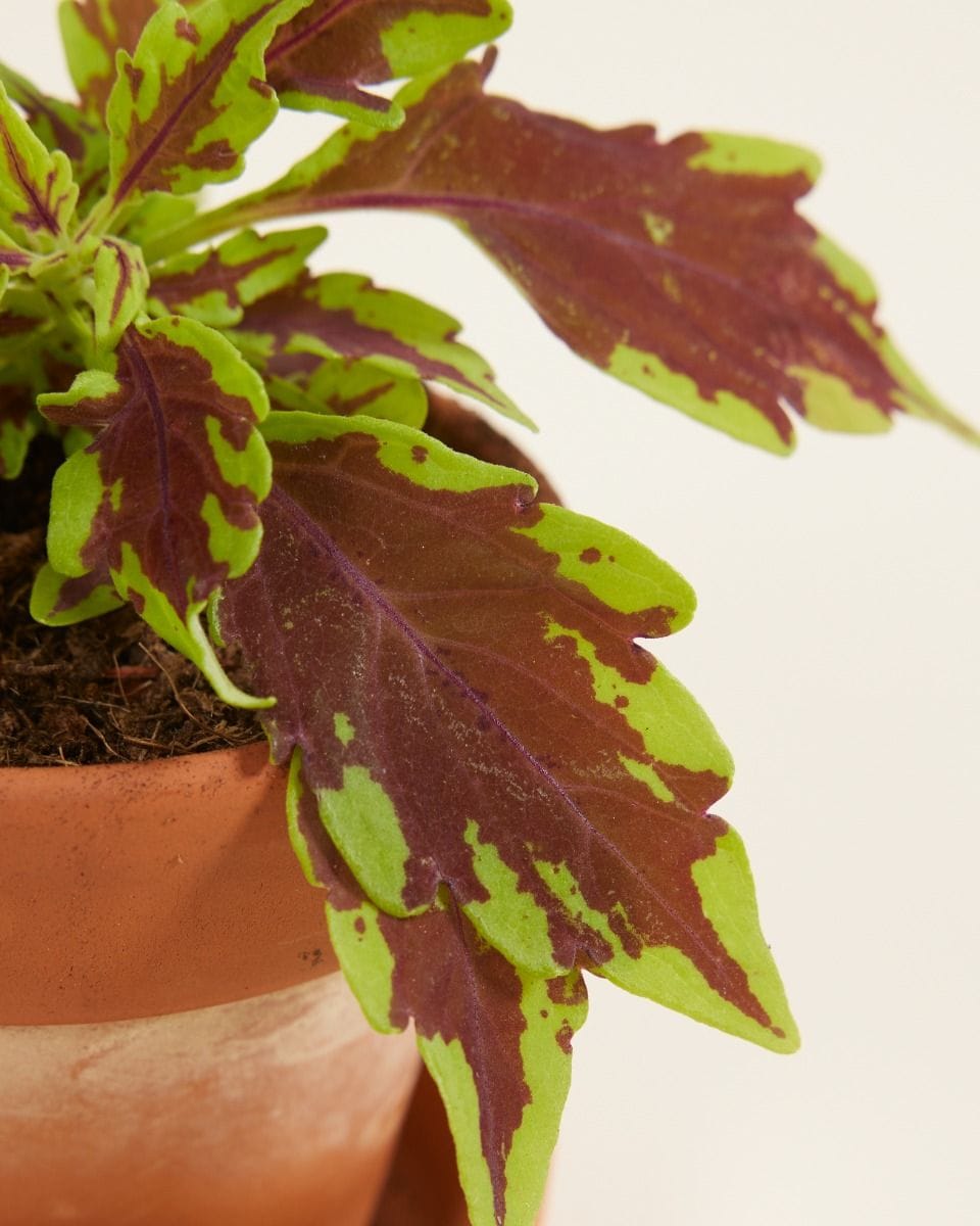 Bebé Coleus Spurflower Le Freak
