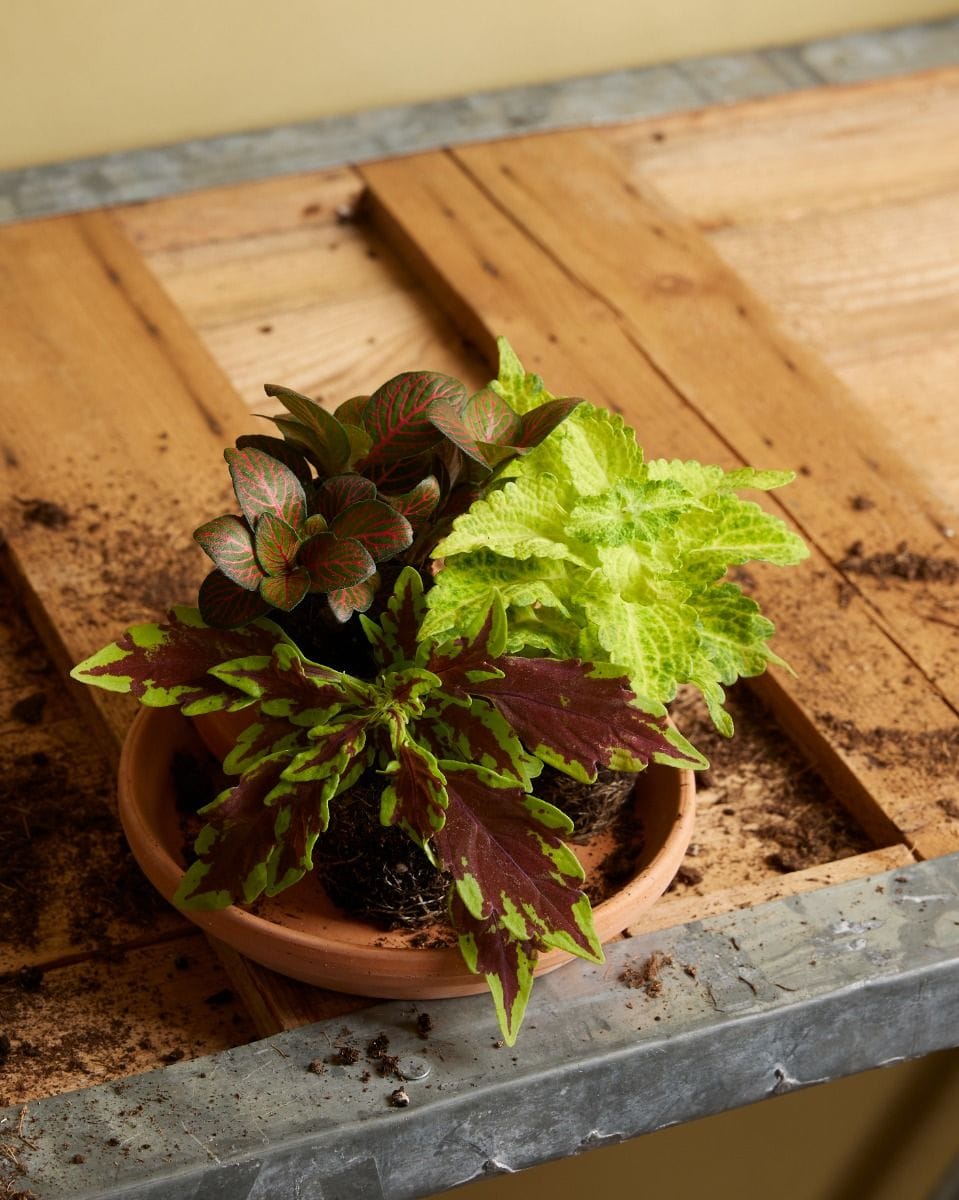 Bebé Coleus Spurflower Le Freak