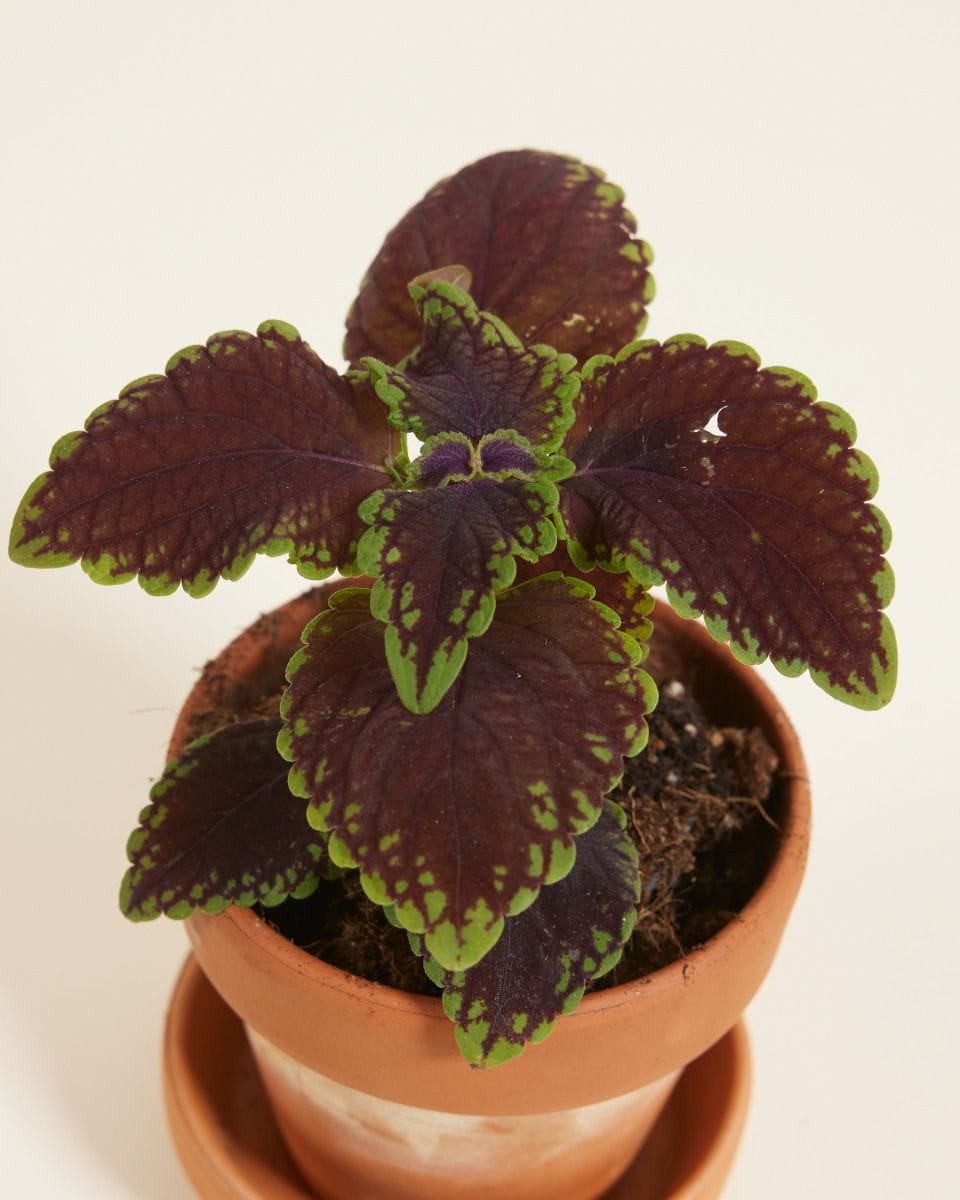 Bebé Coleus Spurflower Main Street Abbey Road'