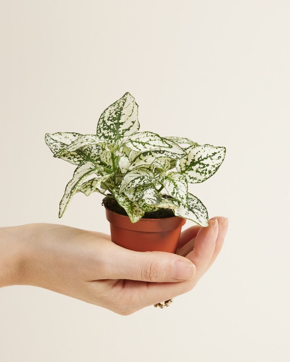 Bebé Hypoestes Polka Dot Plant Phyllostachya White
