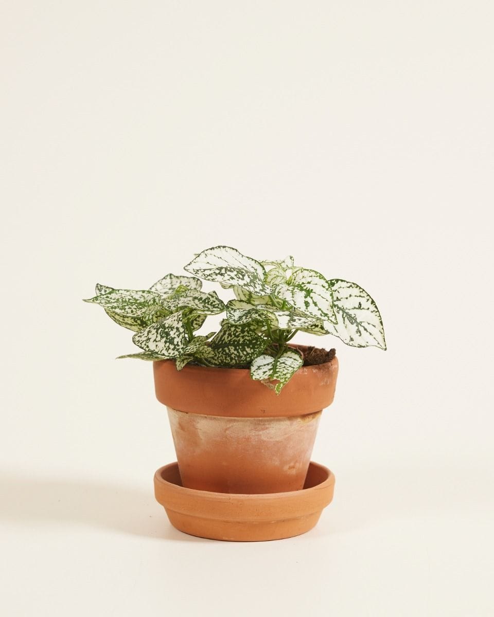 Bebé Hypoestes Polka Dot Plant Phyllostachya White