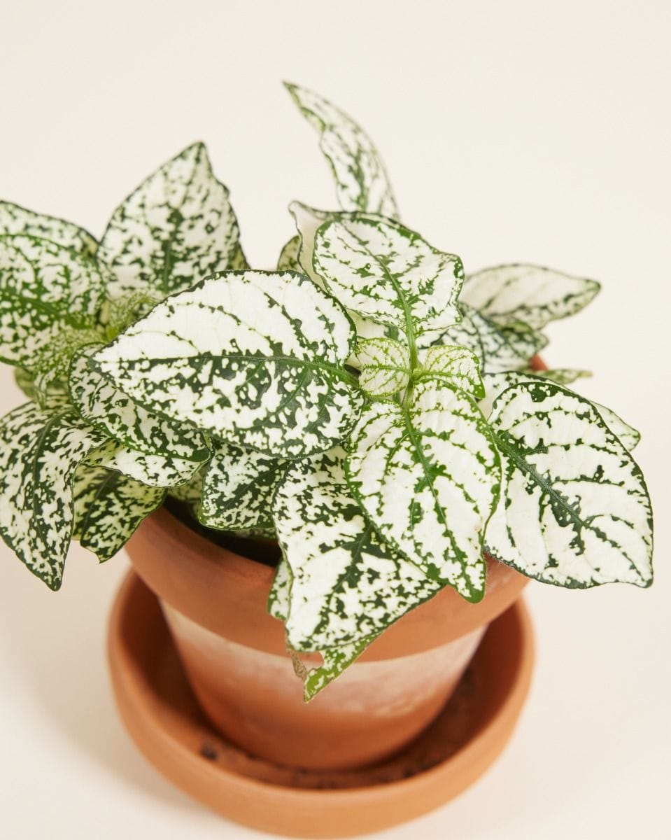 Bebé Hypoestes Polka Dot Plant Phyllostachya White
