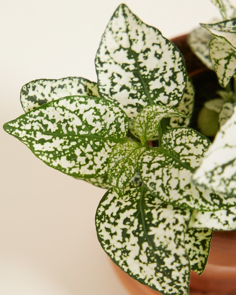 Bebé Hypoestes Polka Dot Plant Phyllostachya White