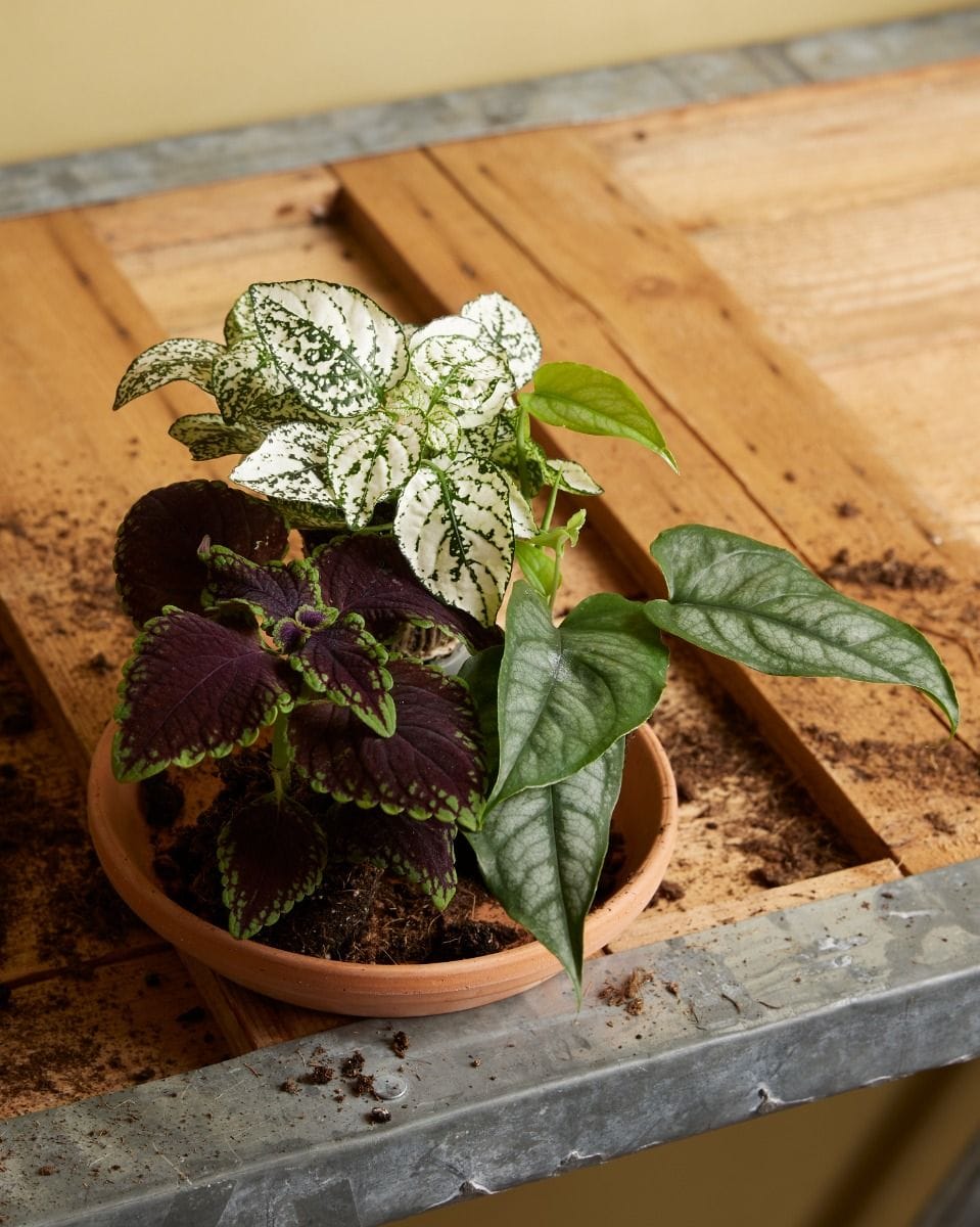 Bebé Hypoestes Polka Dot Plant Phyllostachya White