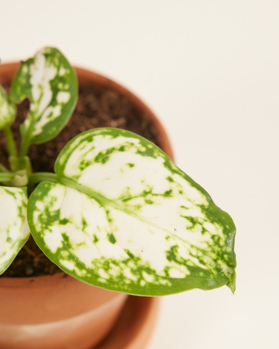Baby Aglaonema Chinese Evergreen Snowflake
