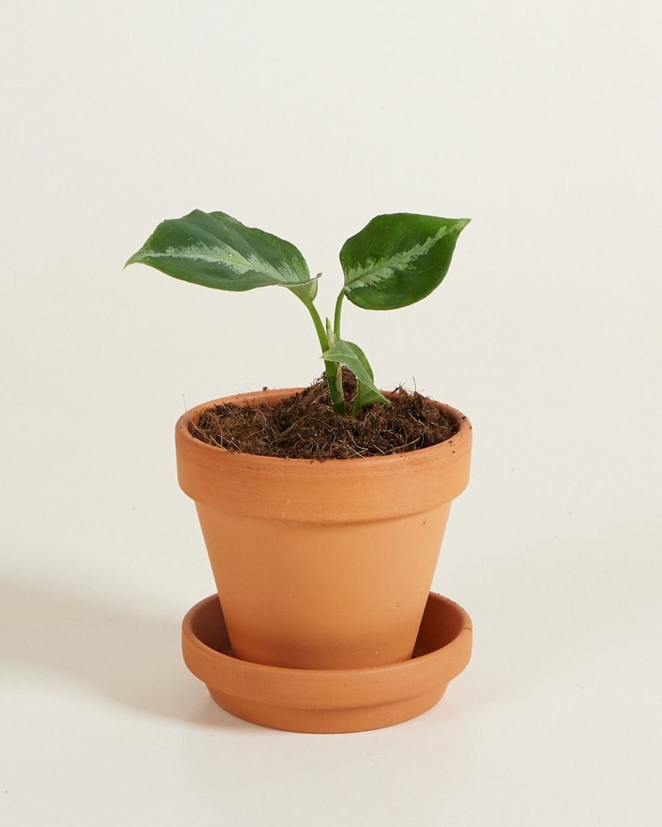 Bebé Aglaonema Chinese Evergreen Pictum