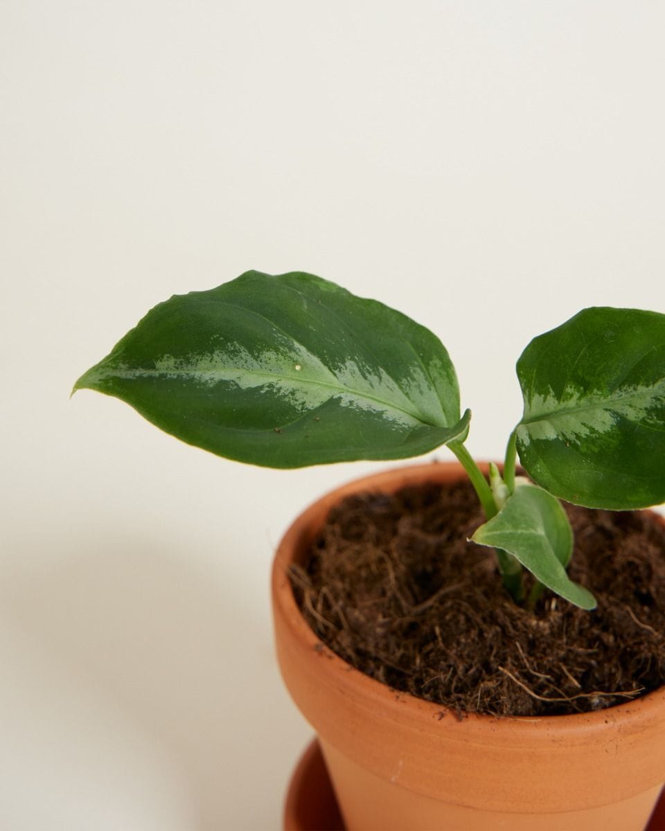 Bebé Aglaonema Chinese Evergreen Pictum