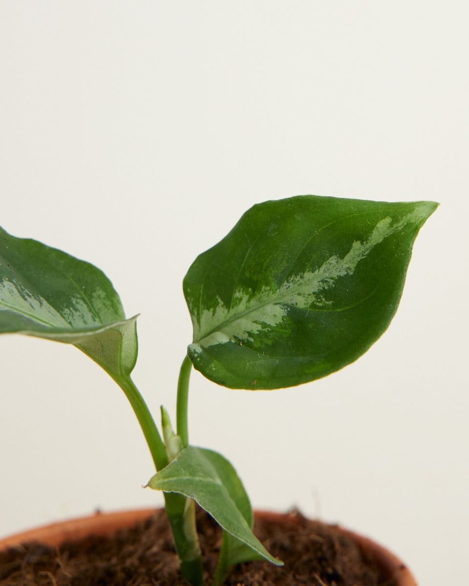 Bebé Aglaonema Chinese Evergreen Pictum