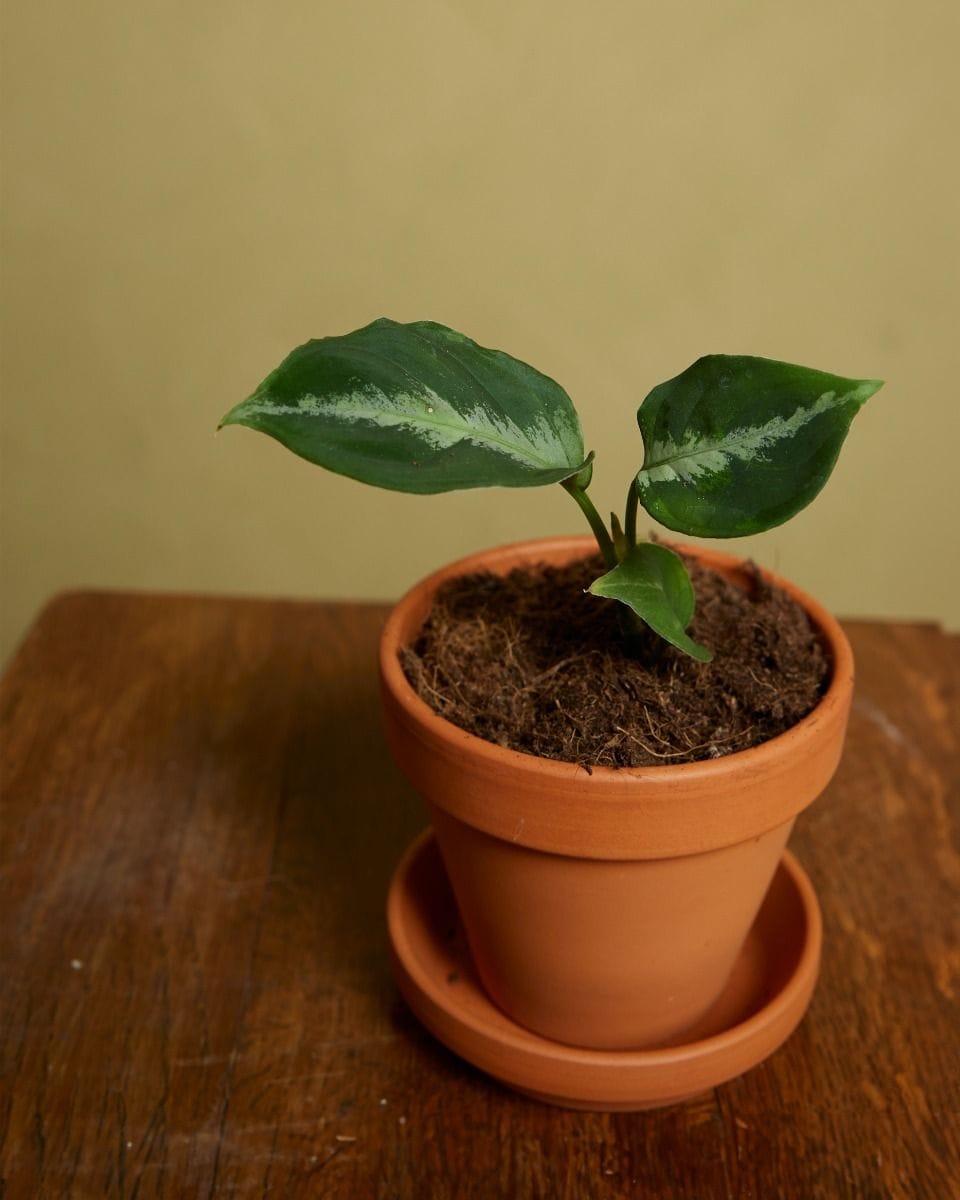 Bebé Aglaonema Chinese Evergreen Pictum