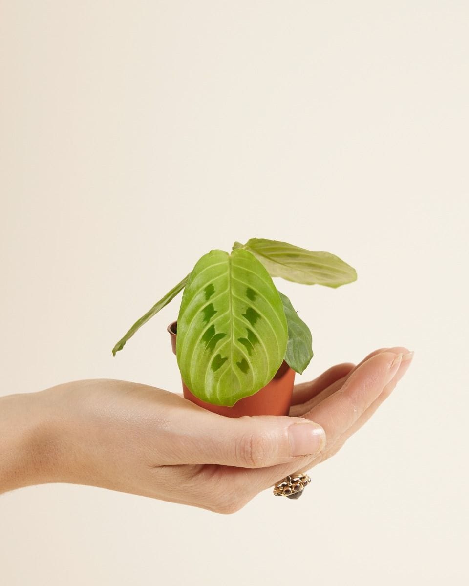 Bebé Maranta Prayer Plant Lemon Lime