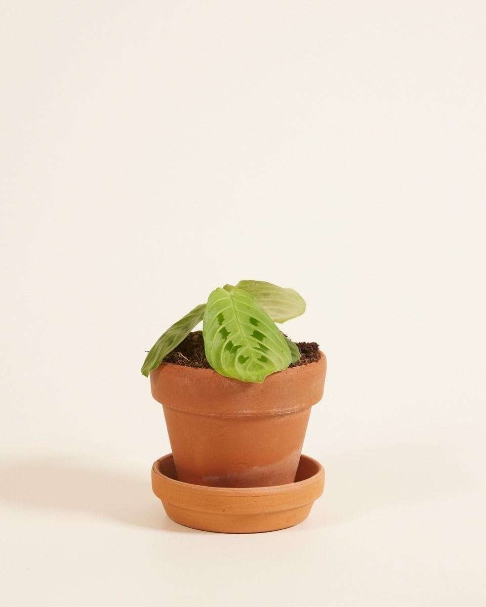 Bebé Maranta Prayer Plant Lemon Lime