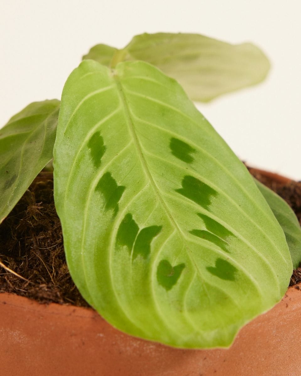 Bebé Maranta Prayer Plant Lemon Lime