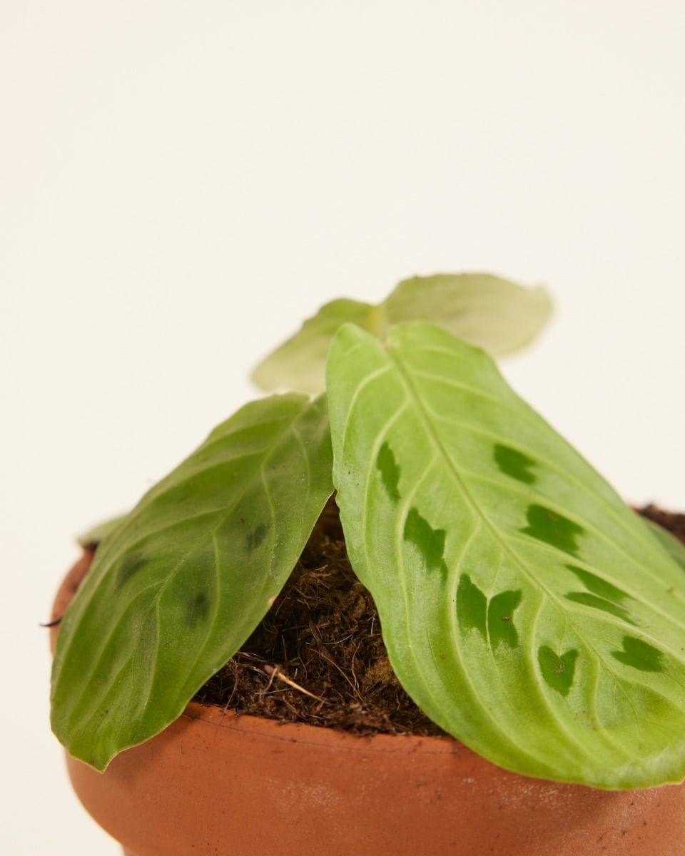 Bebé Maranta Prayer Plant Lemon Lime