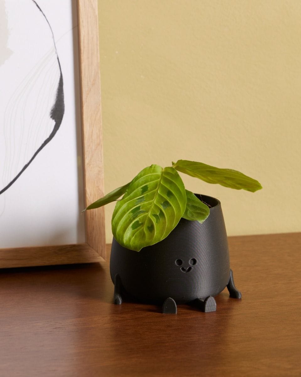 Bebé Maranta Prayer Plant Lemon Lime