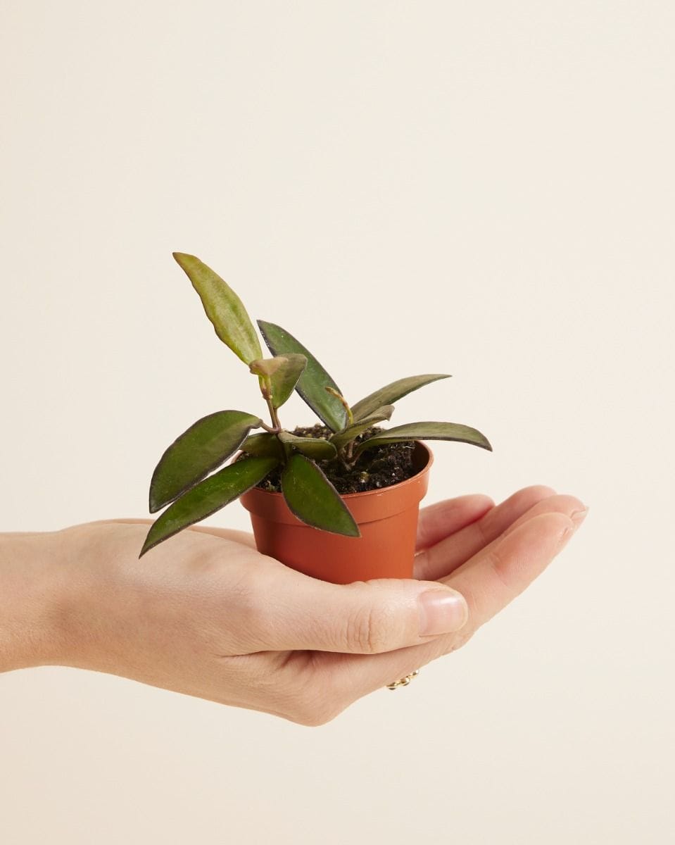 Baby Hoya Wasbloem Tricolor Rosita