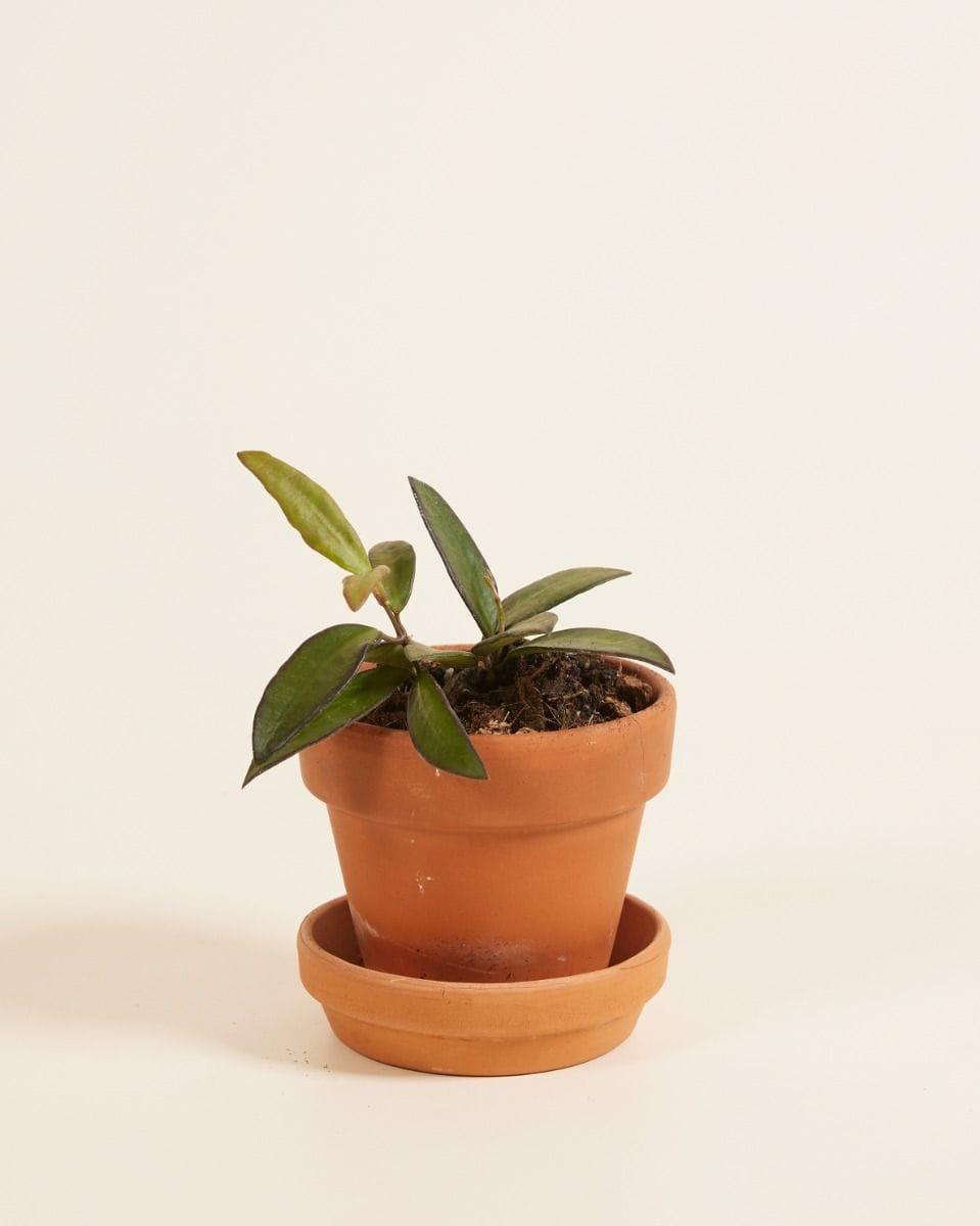Baby Hoya Wasbloem Tricolor Rosita