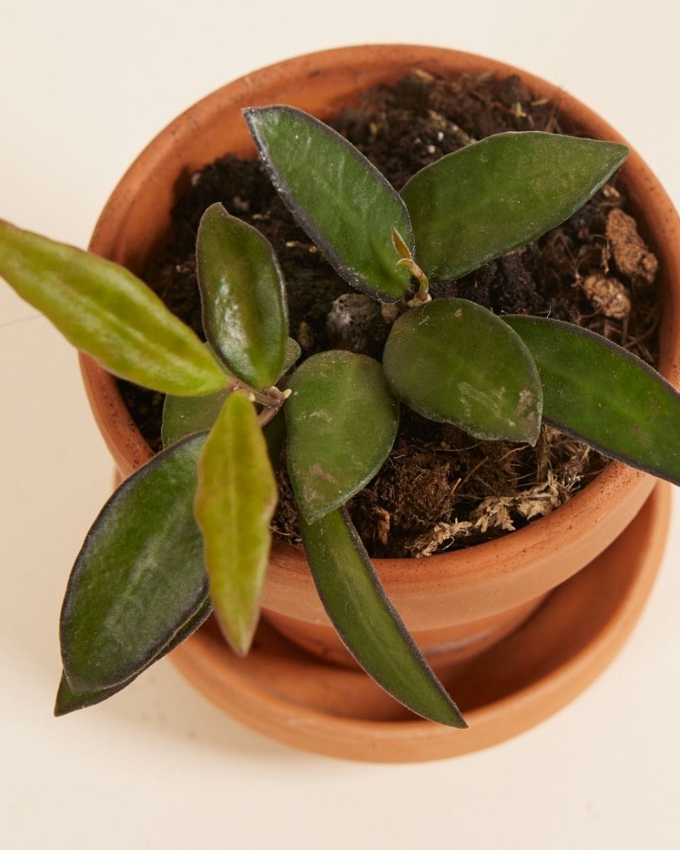 Baby Hoya Wasbloem Tricolor Rosita