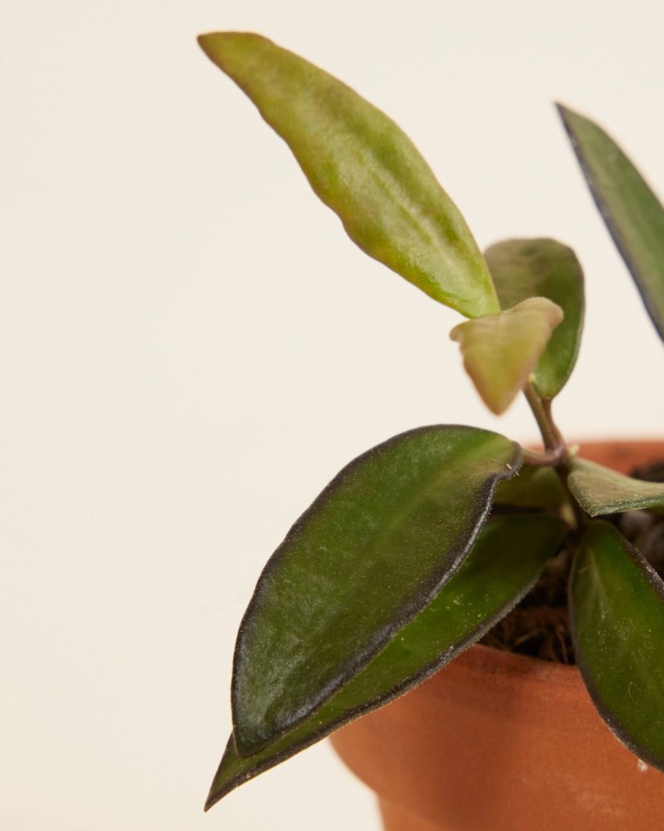 Baby Hoya Wasbloem Tricolor Rosita