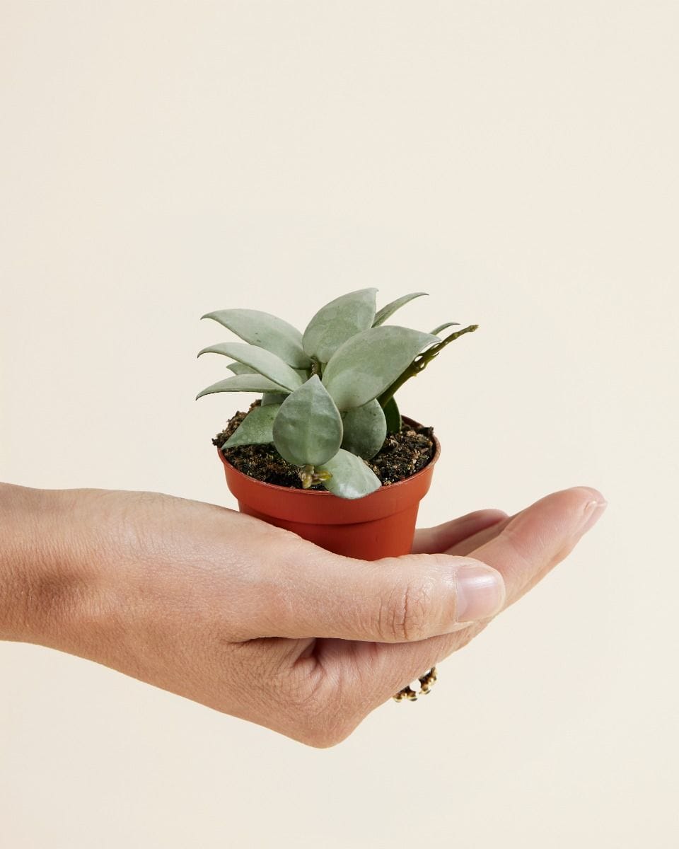 Baby Hoya Fiore di cera Krohniana Eskimo