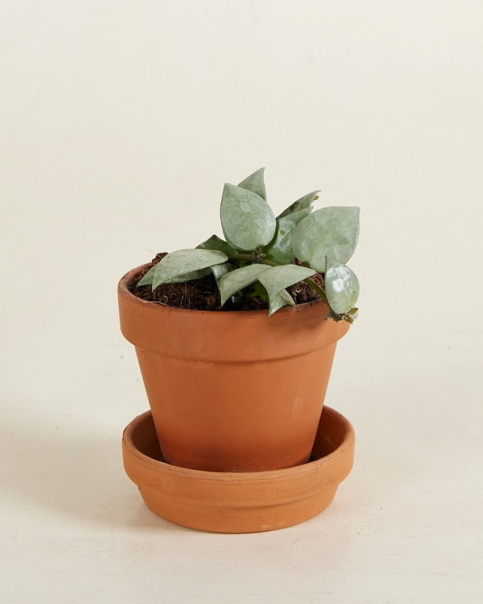 Baby Hoya Fiore di cera Krohniana Eskimo