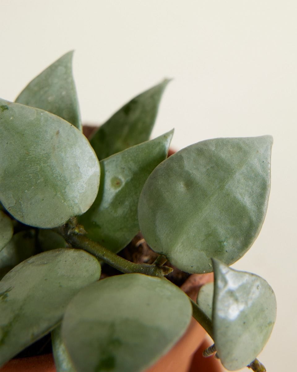 Baby Hoya Fiore di cera Krohniana Eskimo