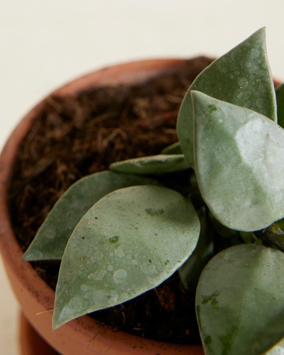 Baby Hoya Fiore di cera Krohniana Eskimo