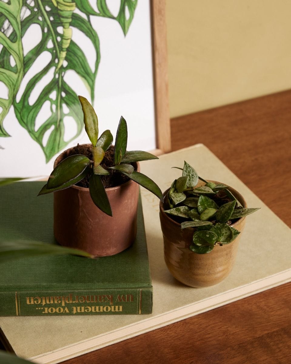 Baby Hoya Fiore di cera Krohniana Eskimo