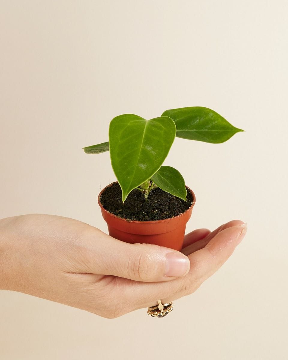 Bebé Anthurium King Anthurium Veitchii