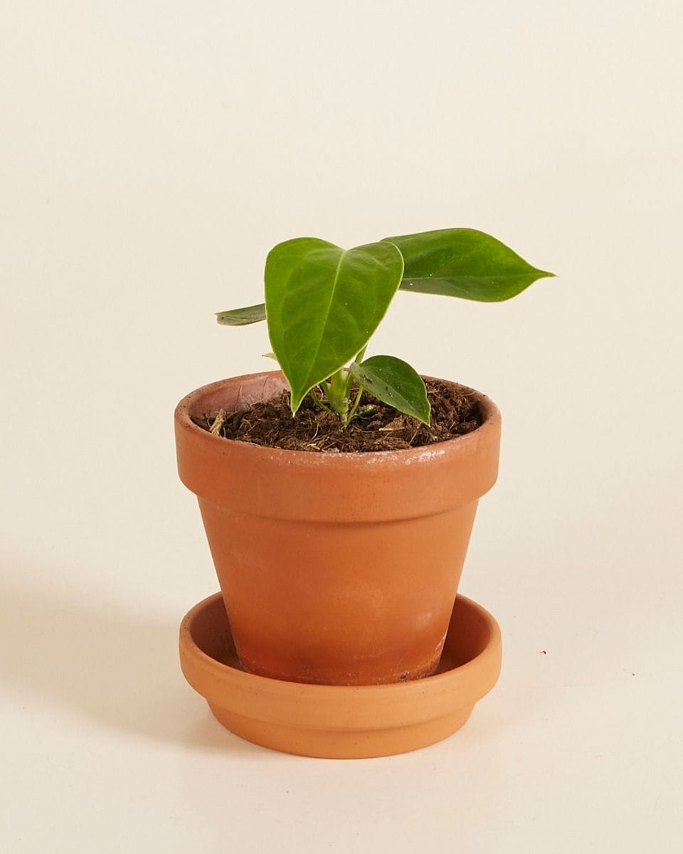 Bebé Anthurium King Anthurium Veitchii
