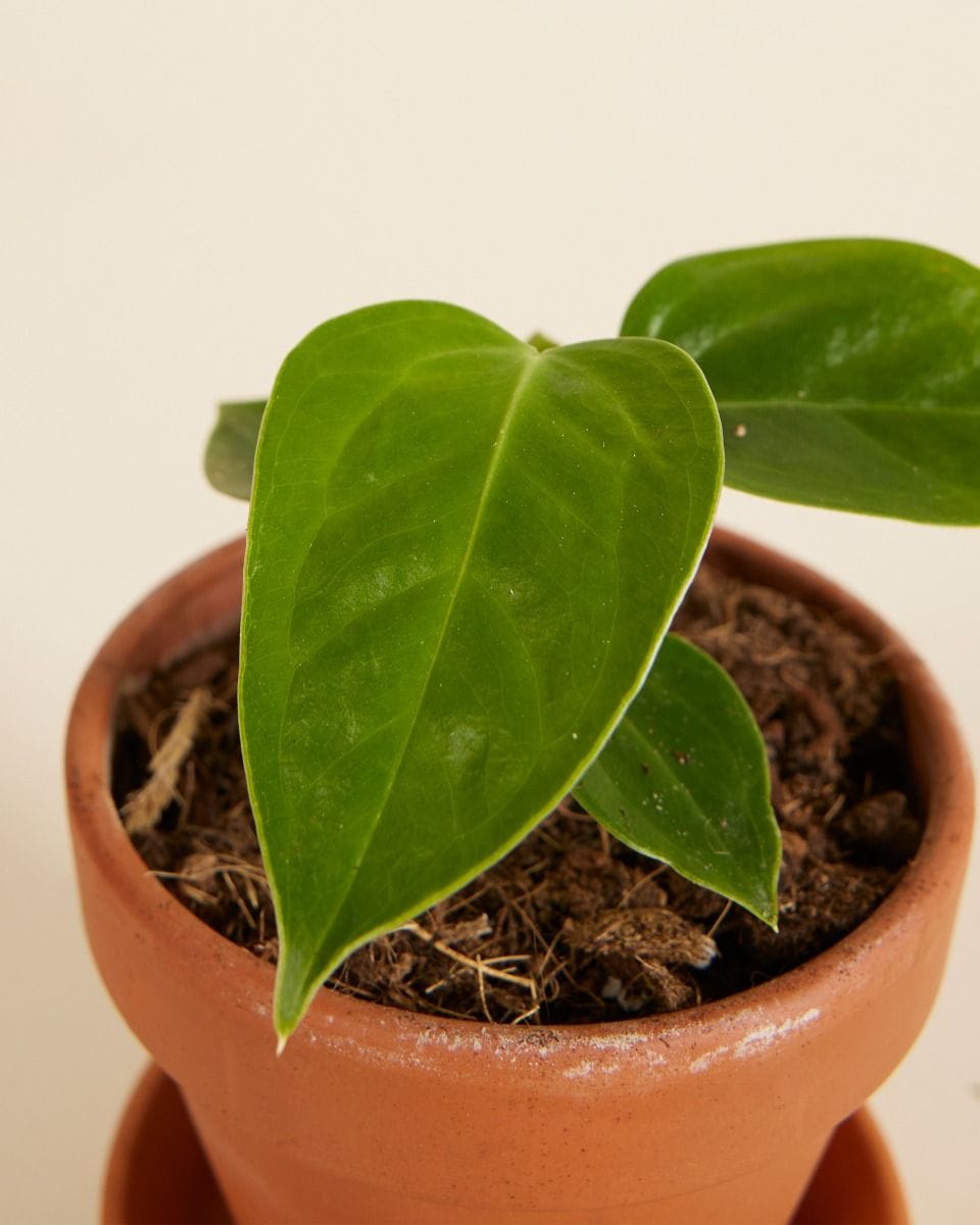 Bebé Anthurium King Anthurium Veitchii