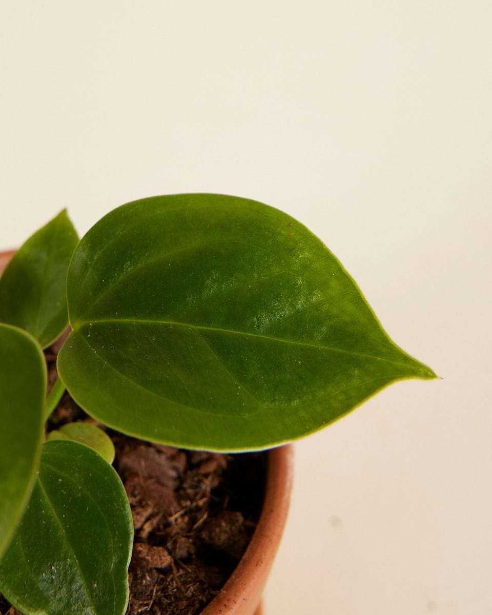 Bebé Anthurium King Anthurium Veitchii