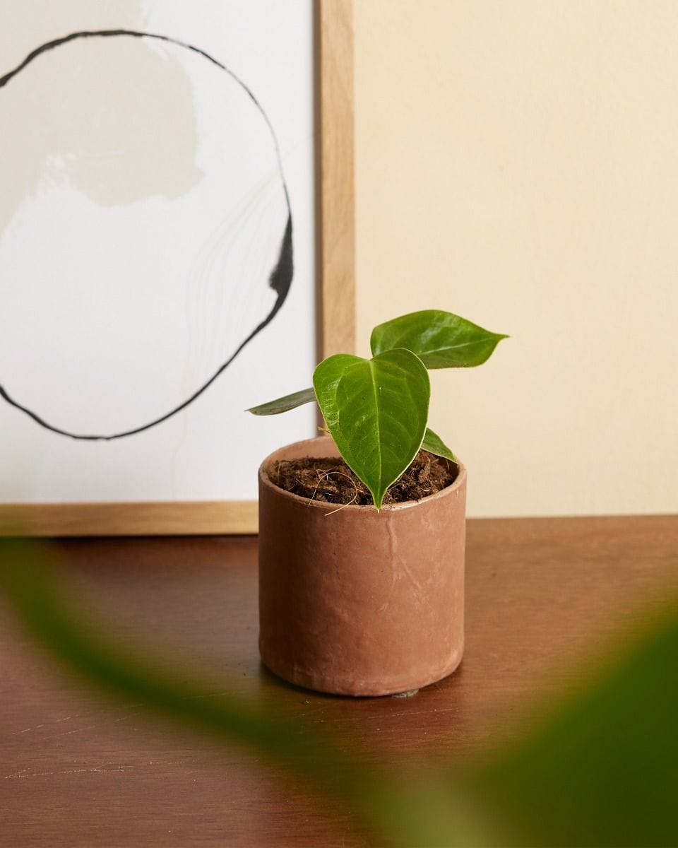 Bebé Anthurium King Anthurium Veitchii