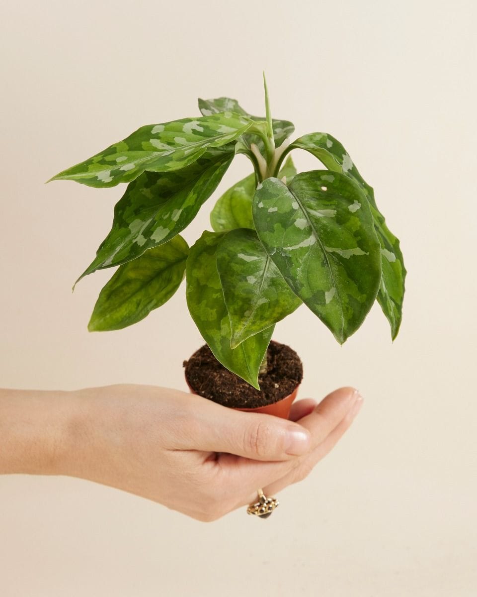 Bebé Aglaonema Chinese Evergreen Tricolor