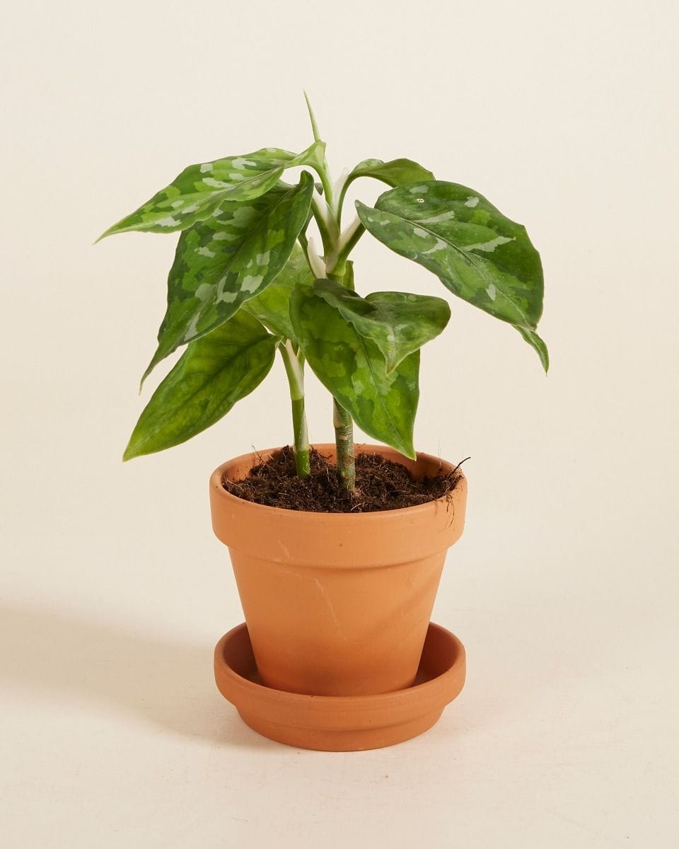 Bebé Aglaonema Chinese Evergreen Tricolor