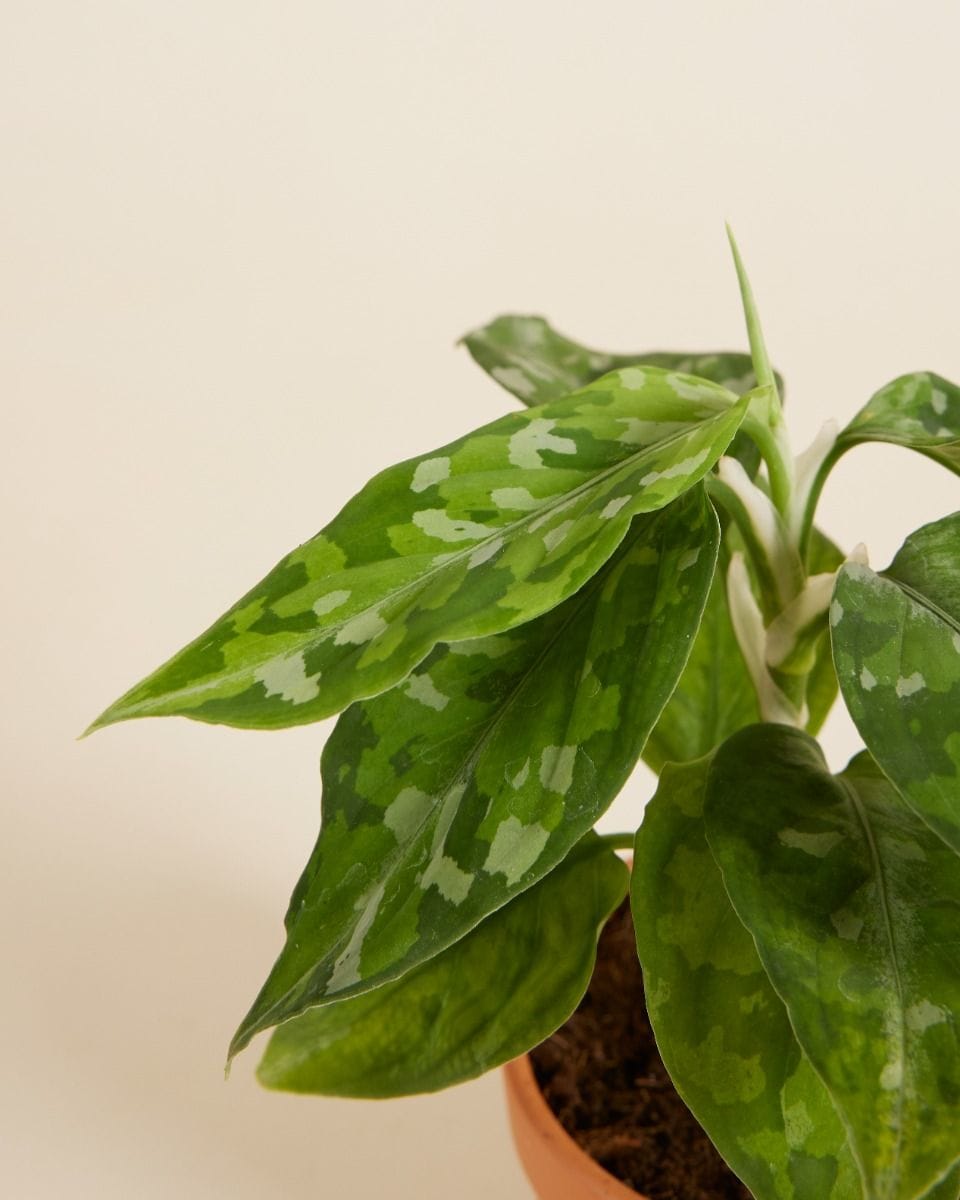 Bebé Aglaonema Chinese Evergreen Tricolor