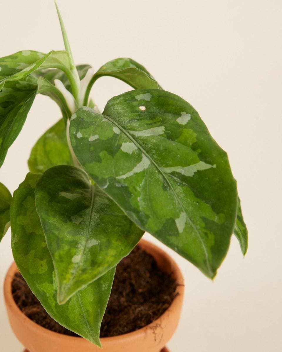 Bebé Aglaonema Chinese Evergreen Tricolor