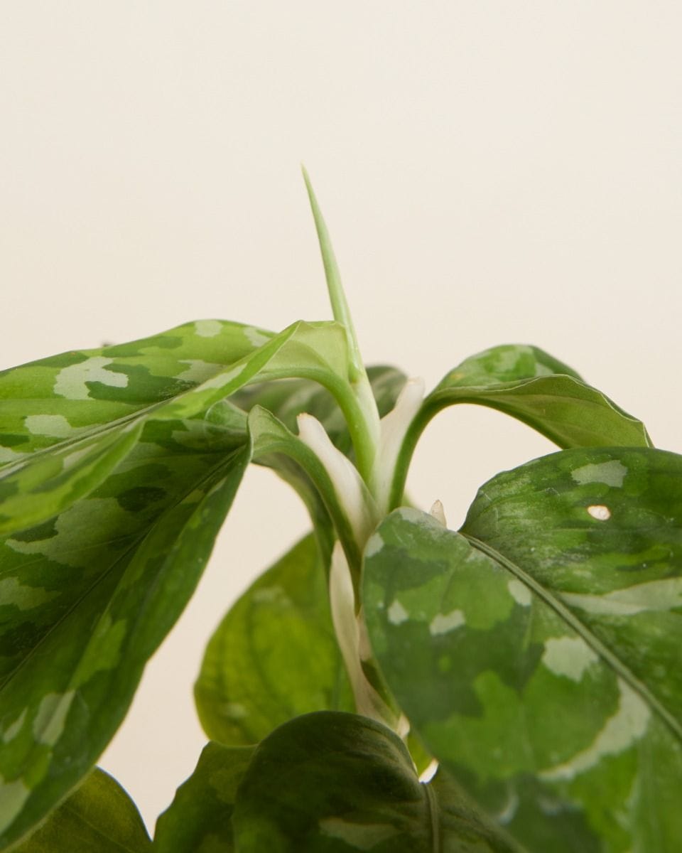 Bebé Aglaonema Chinese Evergreen Tricolor