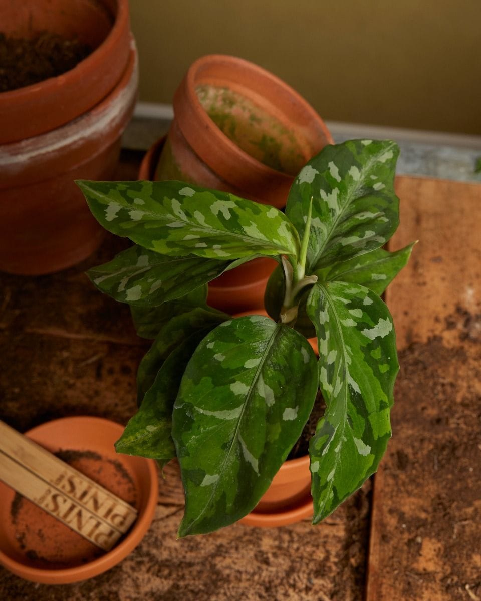 Bebé Aglaonema Chinese Evergreen Tricolor