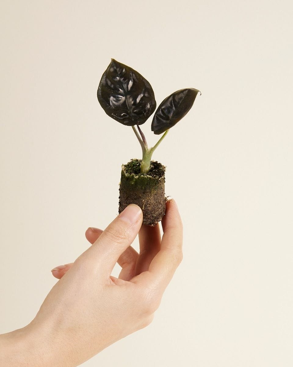 Baby Alocasia Elephant ears Infernalis