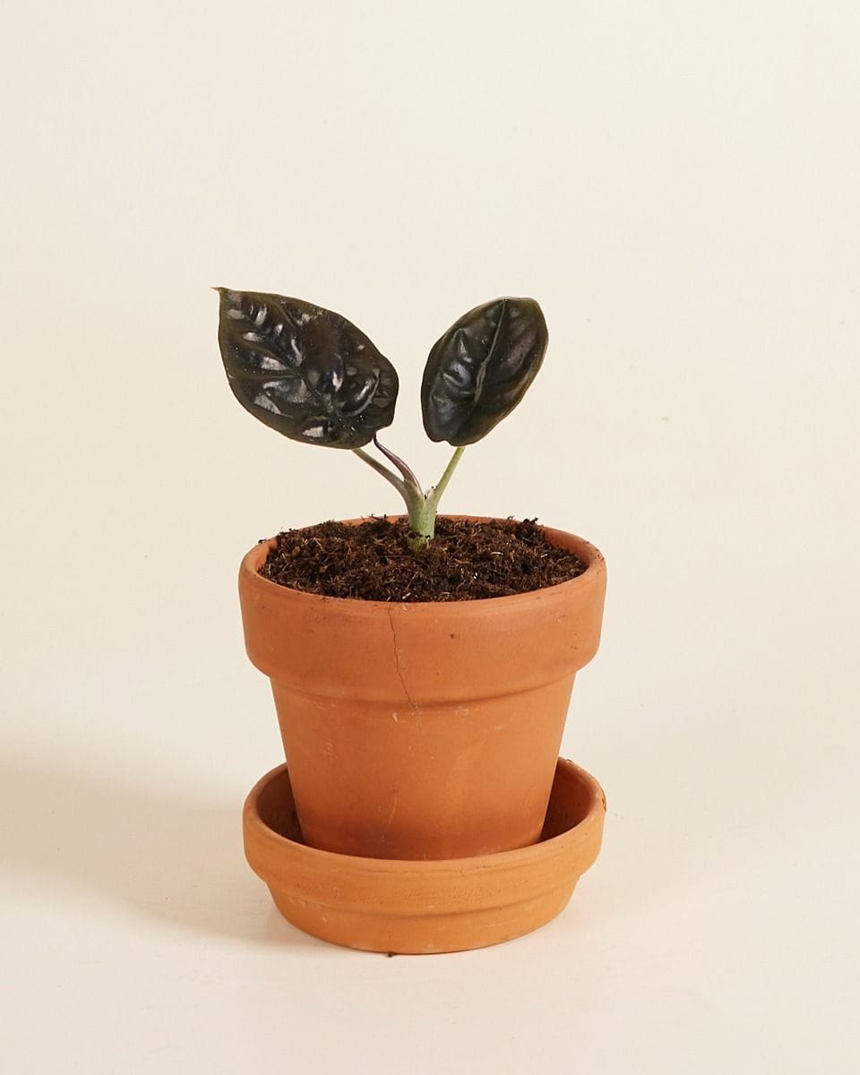 Baby Alocasia Elephant ears Infernalis