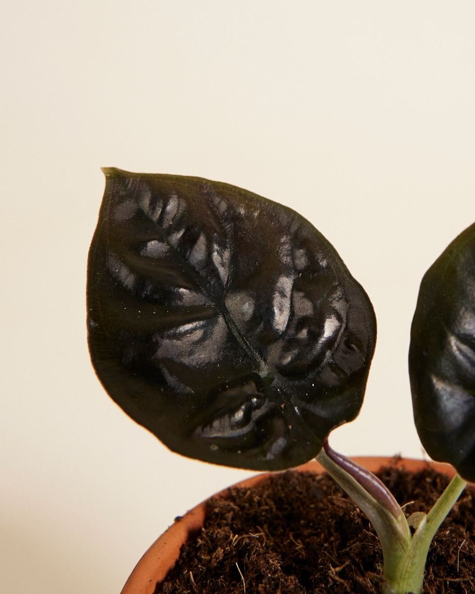 Baby Alocasia Elephant ears Infernalis