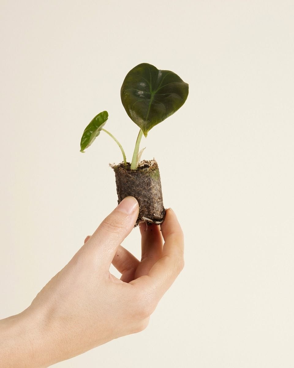 Bebé Alocasia Elephant ears Golden Bone