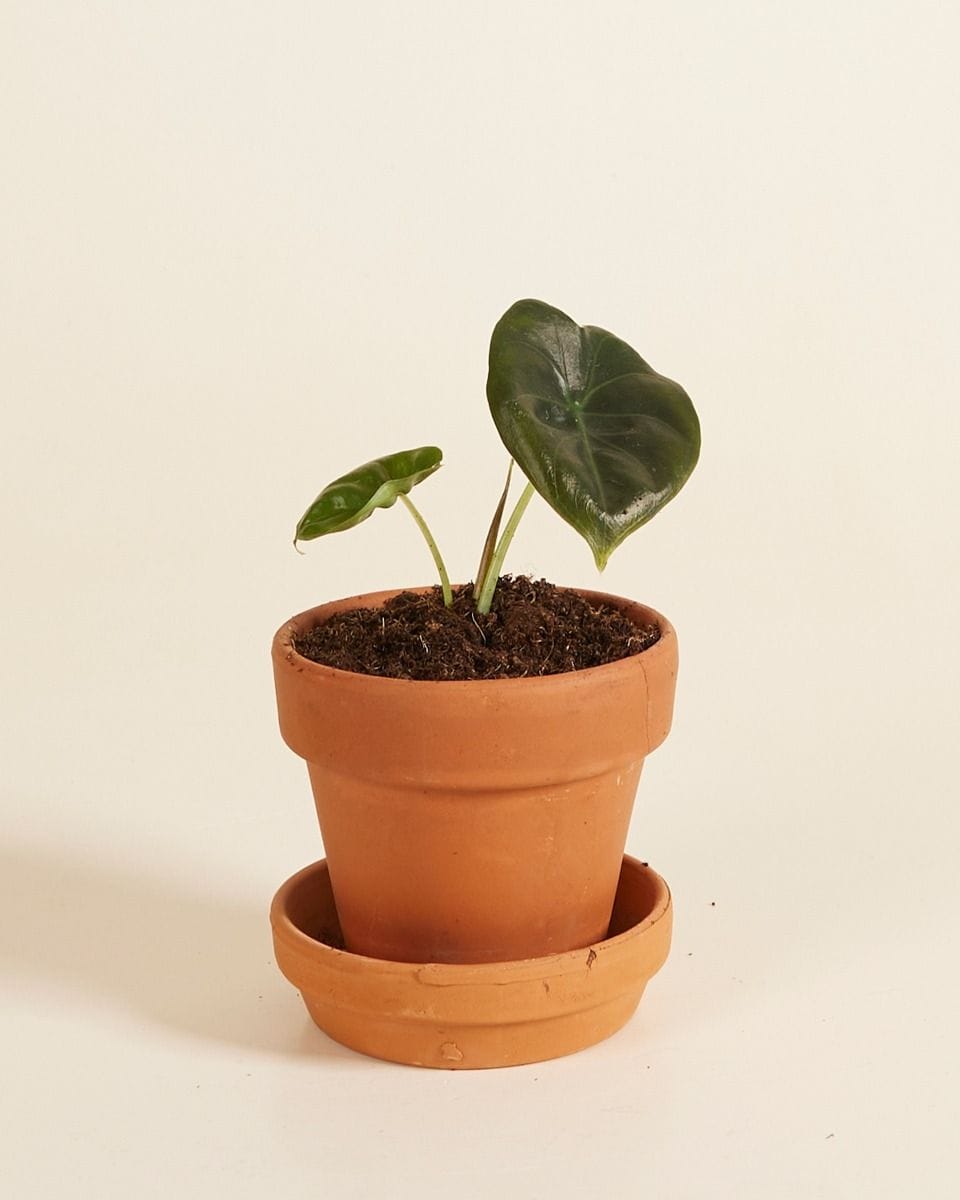 Bebé Alocasia Elephant ears Golden Bone