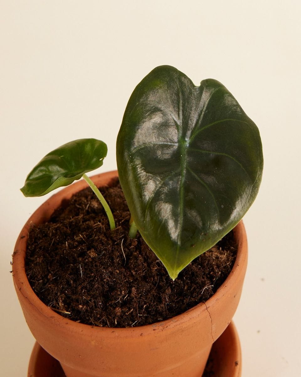 Bebé Alocasia Elephant ears Golden Bone