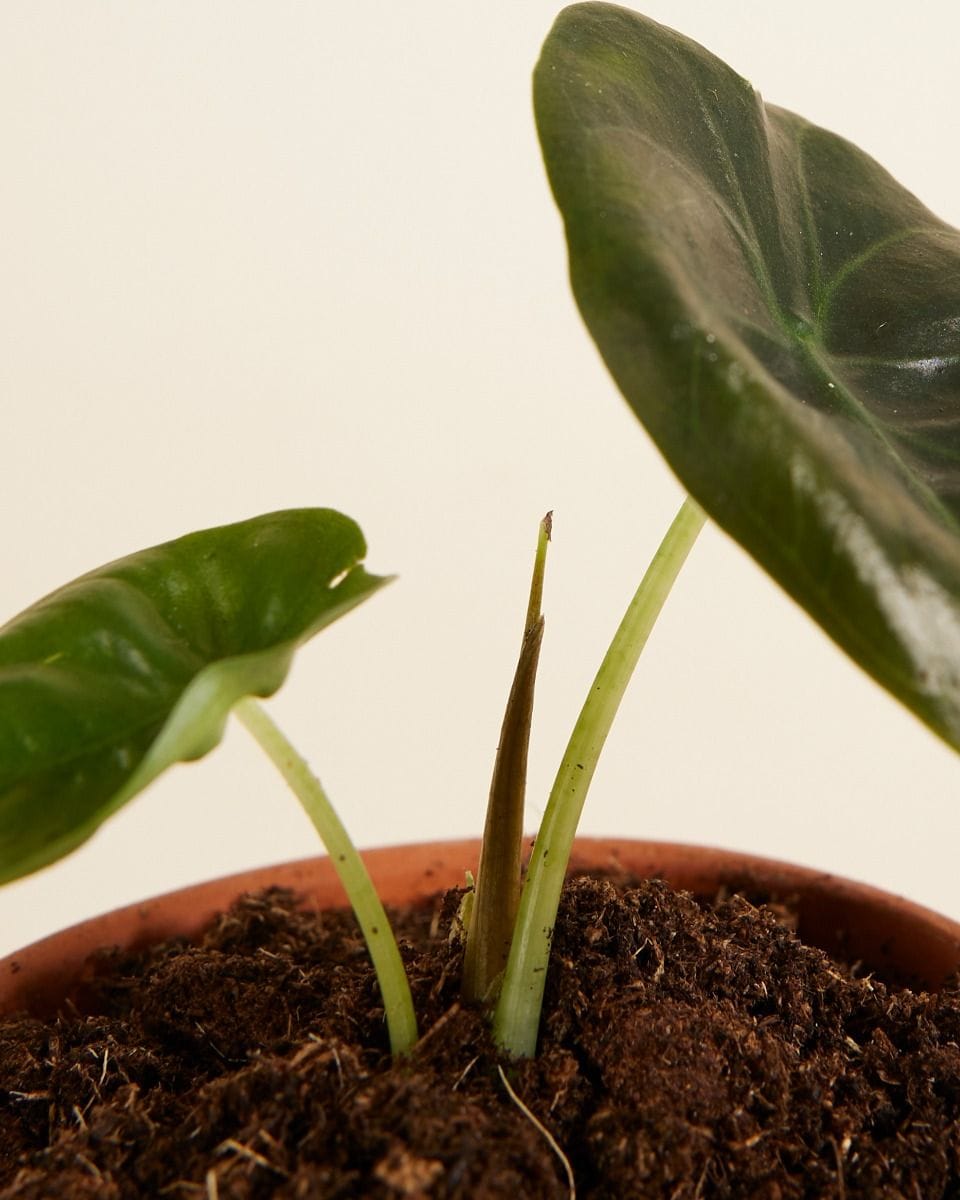 Bebé Alocasia Elephant ears Golden Bone
