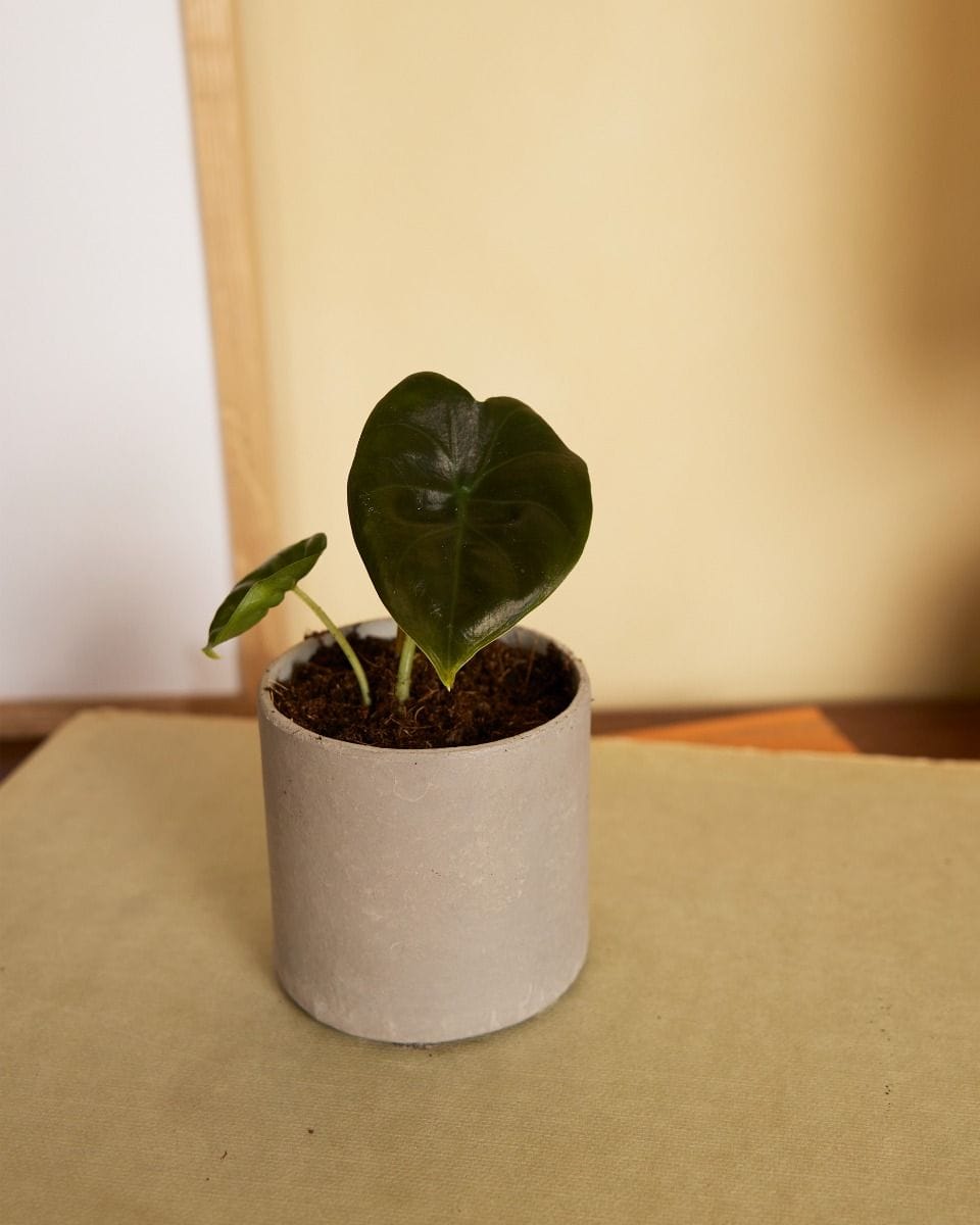 Bebé Alocasia Elephant ears Golden Bone