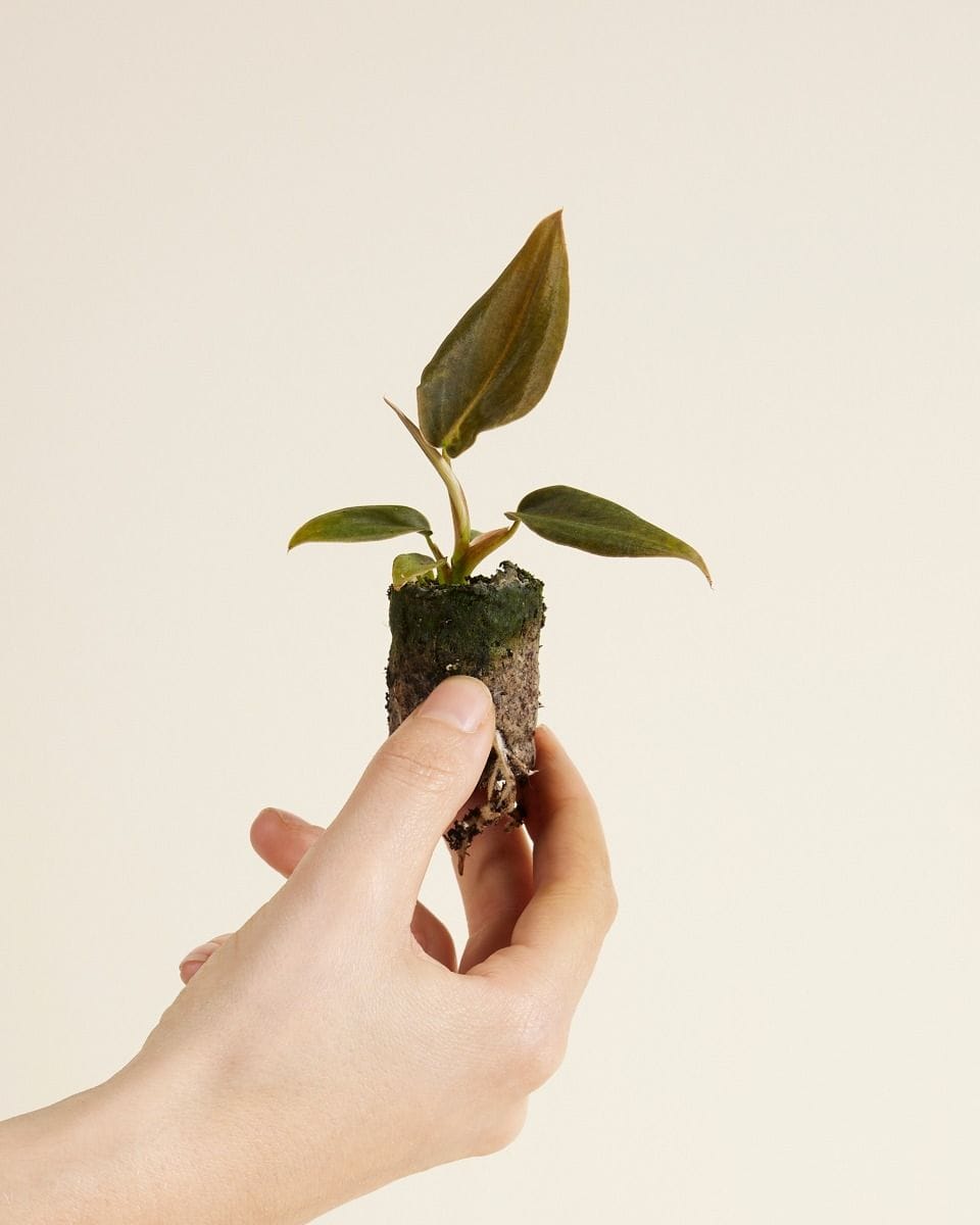 Baby Philodendron Gigas