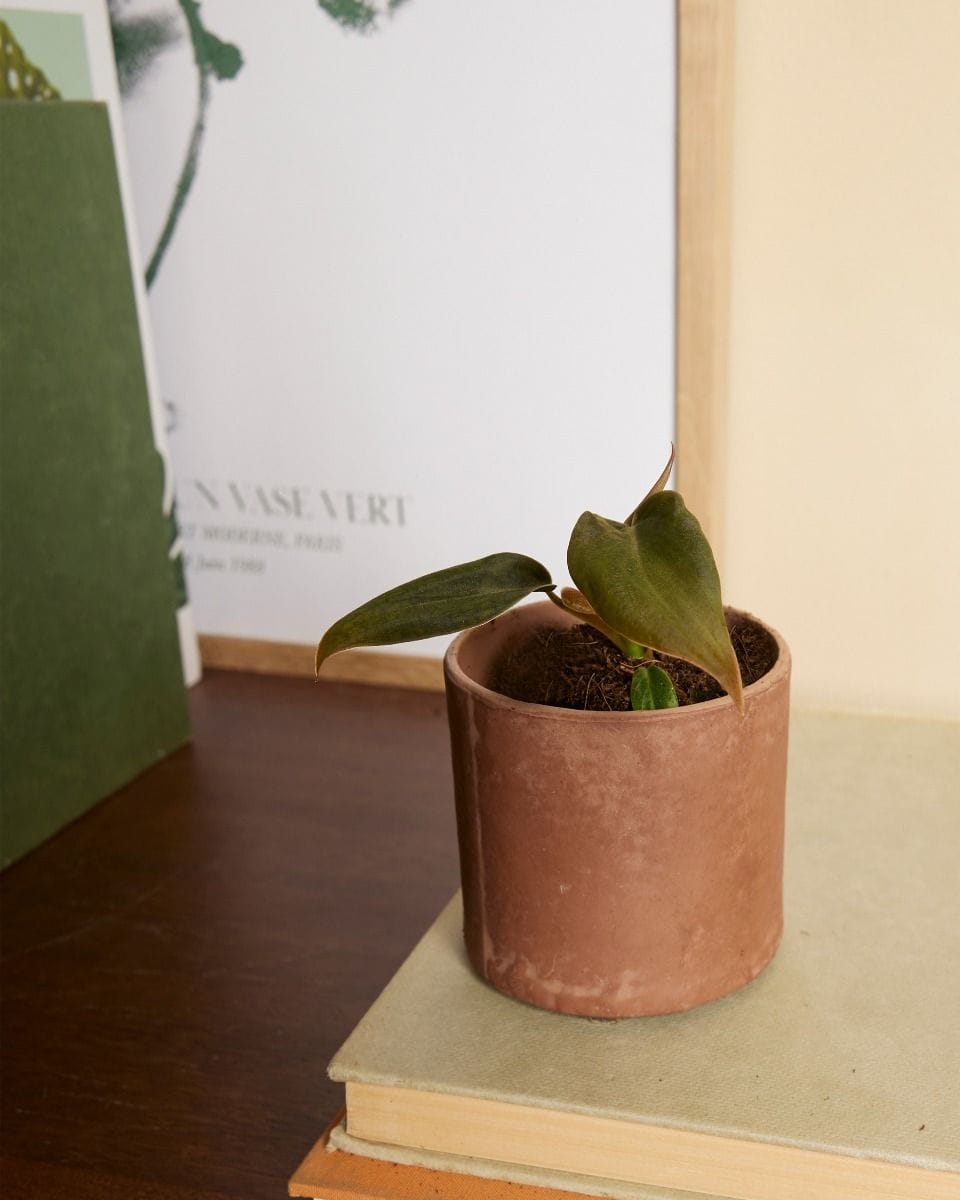 Baby Philodendron Gigas