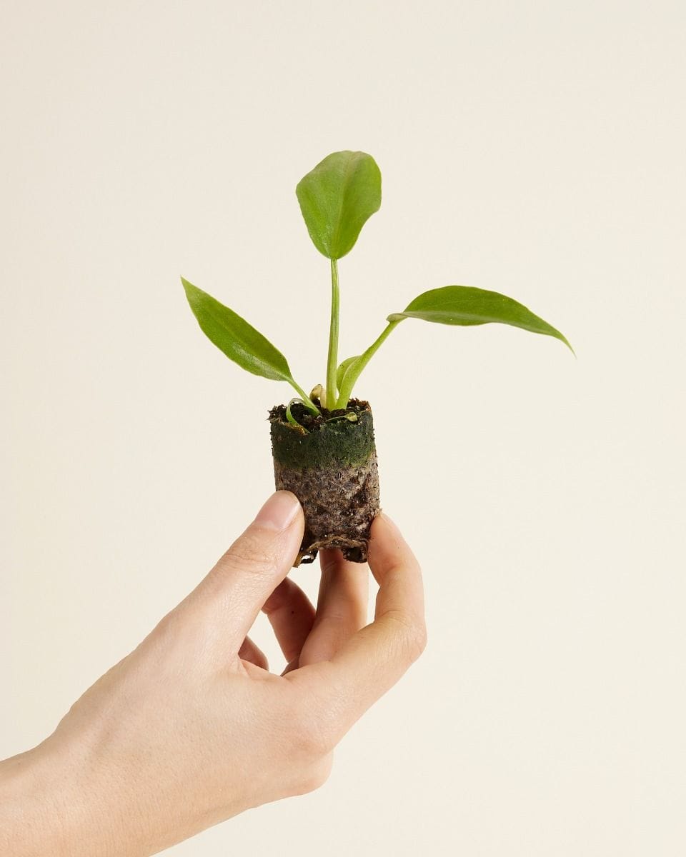 Baby Philodendron Baumfreund Radiatum