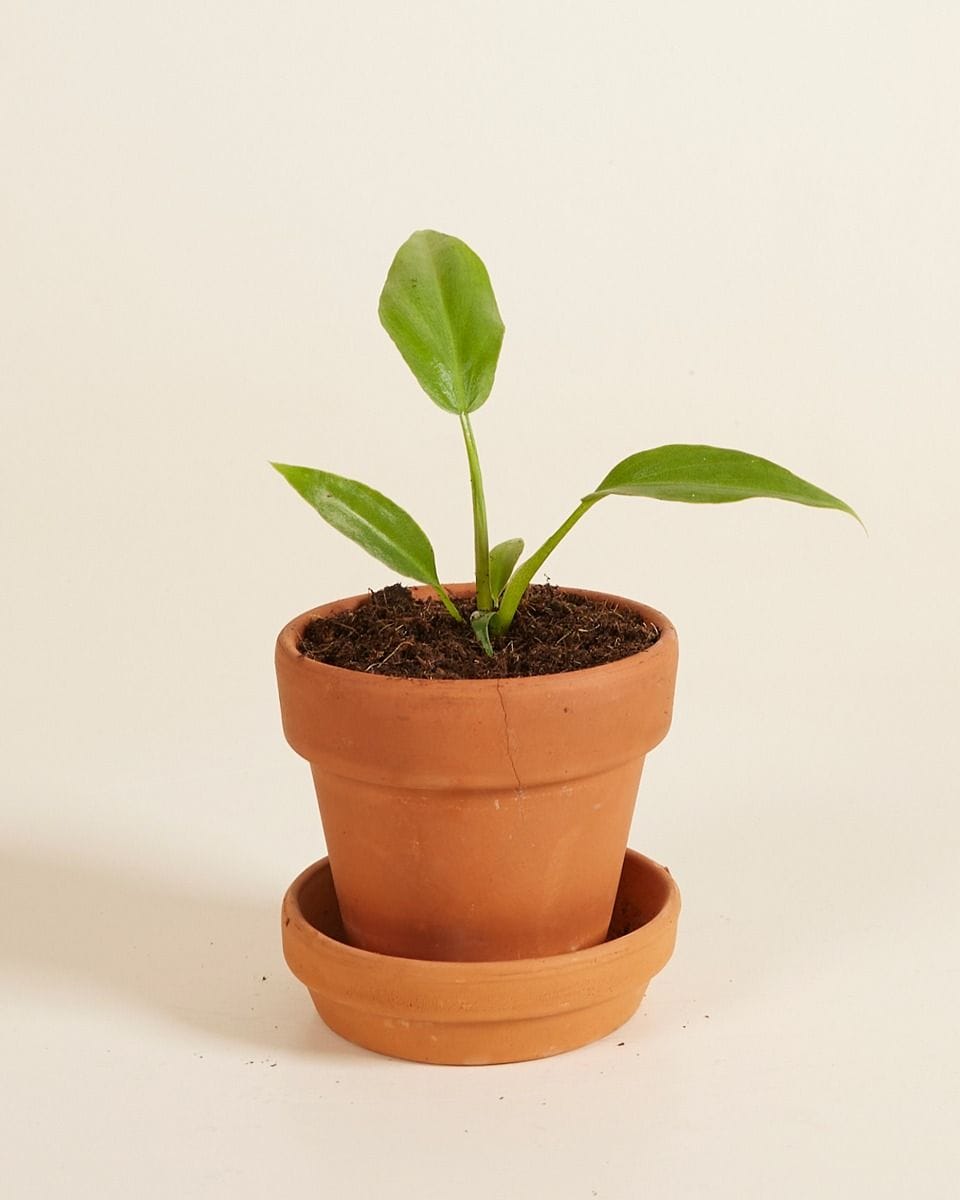 Baby Philodendron Baumfreund Radiatum